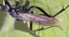 Auplopus carbonarius